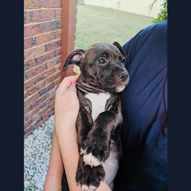 Photo of Clio **Adoption Pending**