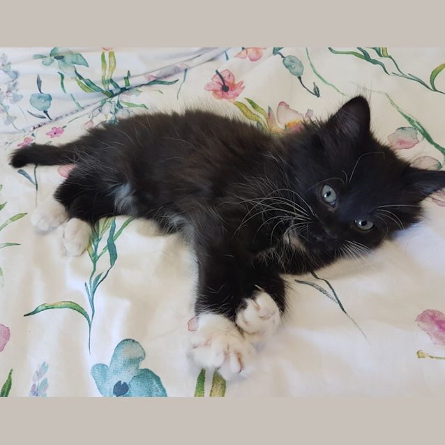 Photo of Bellatrix **2nd Chance Cat Rescue**