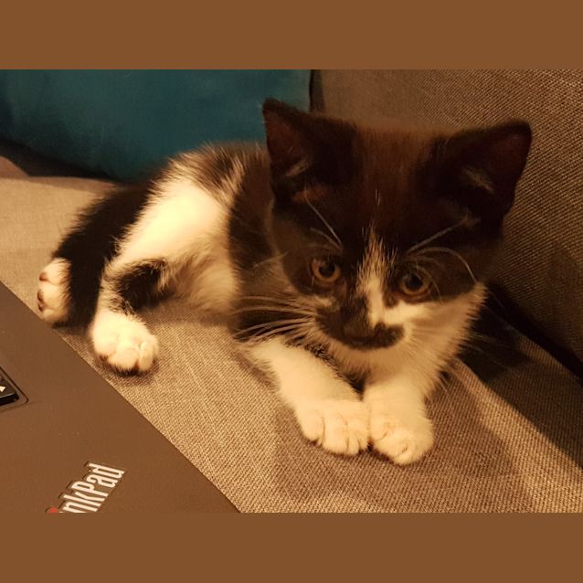 Photo of Orion **2nd Chance Cat Rescue**