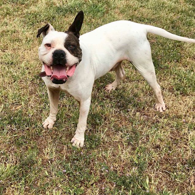 Photo of Butch The American Bulldog