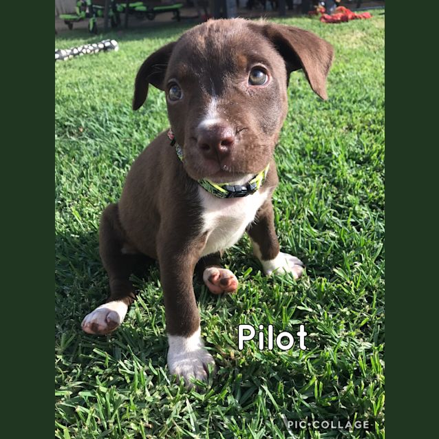 Photo of Pilot
