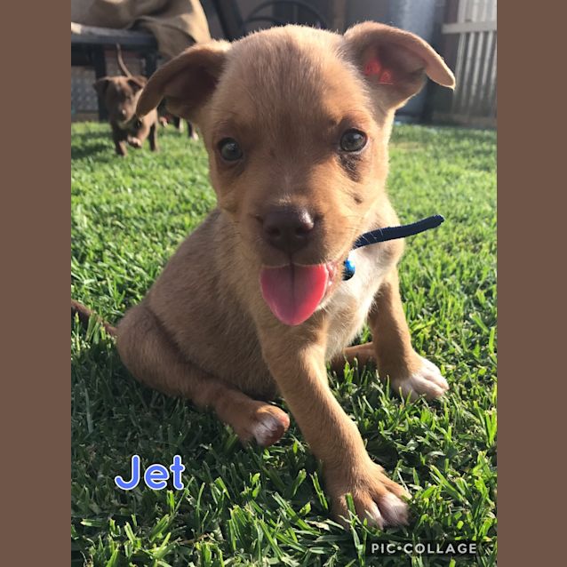 Photo of Jet