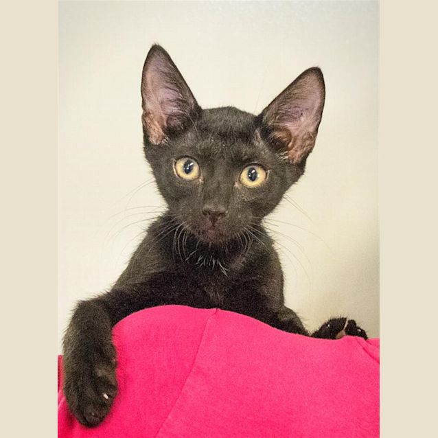 Photo of Pearl