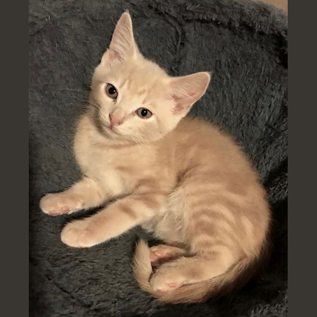 Photo of Chucky **2nd Chance Cat Rescue**