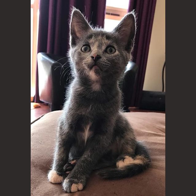 Photo of Senada **2nd Chance Cat Rescue**