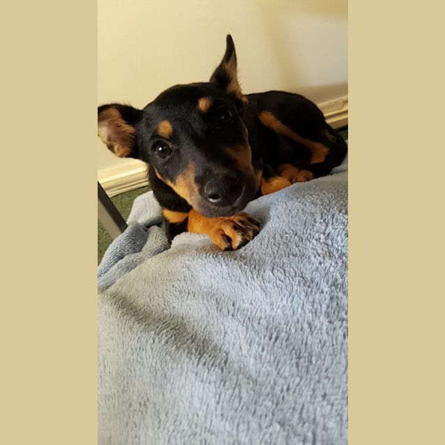 Photo of Shadow ~ Kelpie X, Only 4 Months Old