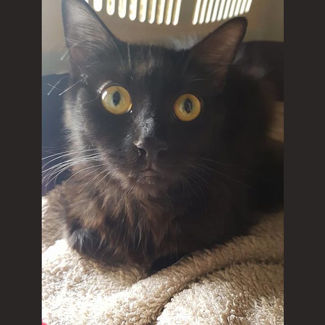 Photo of Agathe **2nd Chance Cat Rescue**