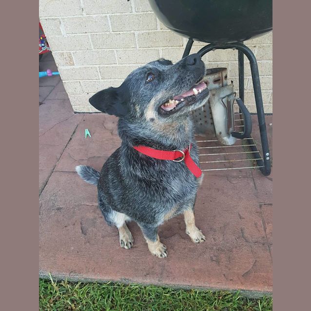 Photo of Rusty