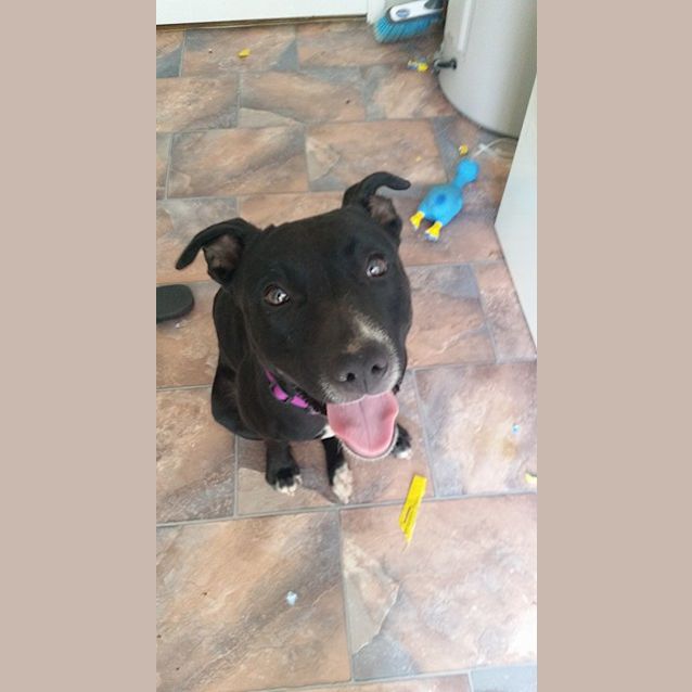 Photo of Patty  (Private Re Homing)