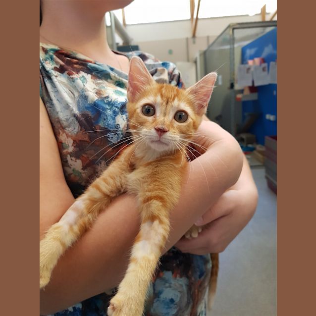 Photo of Mango