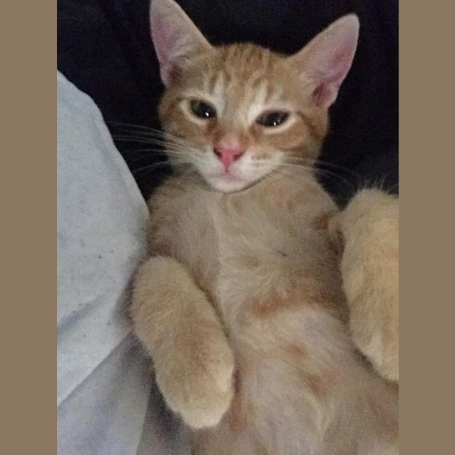 Photo of Tylo