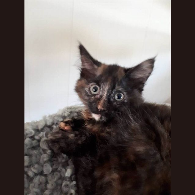 Photo of Caramel Aka Dinah