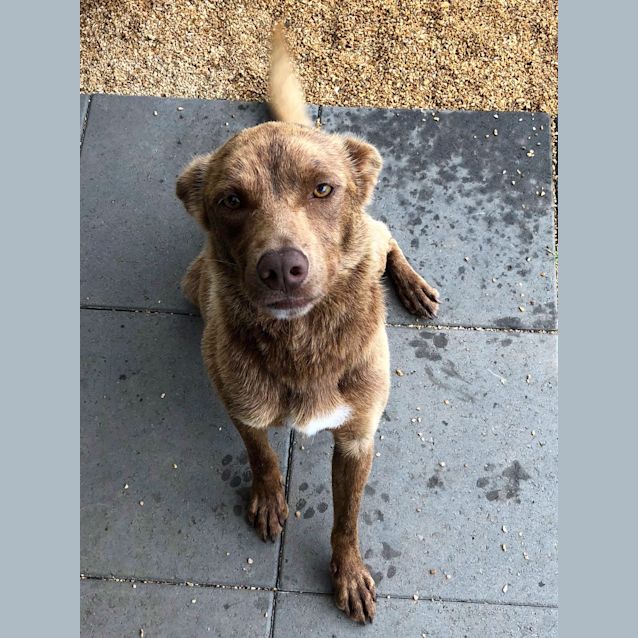 Photo of Cadbury **Adopted**