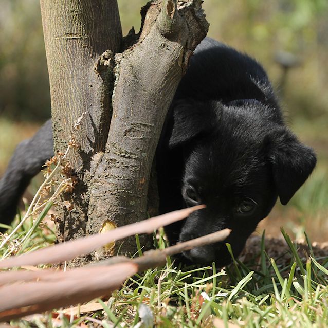Photo of Stewie ~ Sweet Kelpie X Puppy (On Trial 17/2/18)