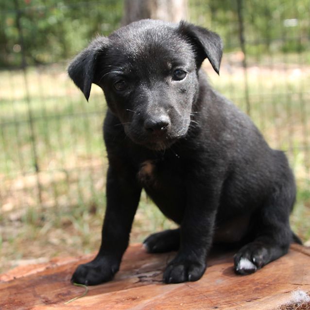 Photo of Raven ~ Playful Kelpie X Puppy (On Trial 15/2/18)