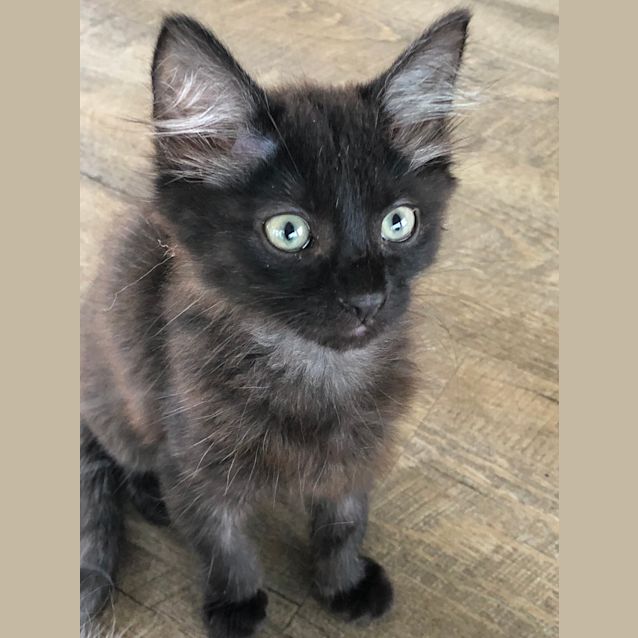 Photo of Cheyanne **2nd Chance Cat Rescue**
