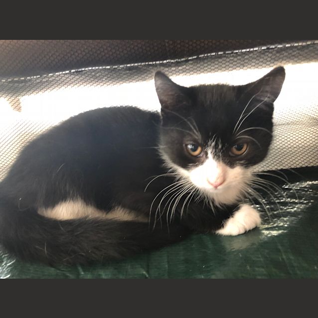 Photo of Lady Sienna **2nd Chance Cat Rescue**
