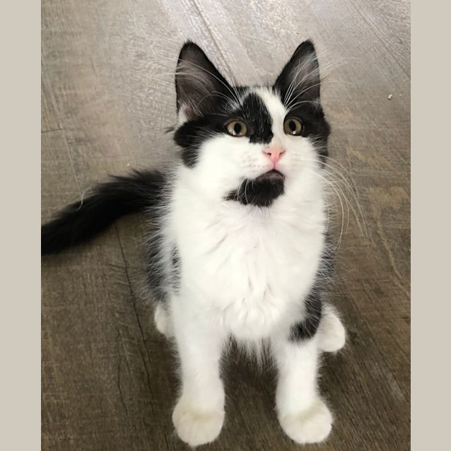 Photo of Lord Zach **2nd Chance Cat Rescue**