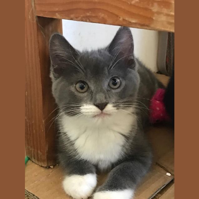 Photo of Brigi **2nd Chance Cat Rescue**