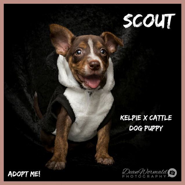 Photo of Scout ~ Kelpie X Cattle Dog (On Trial 25/2/2018)