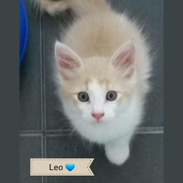 Photo of Leo
