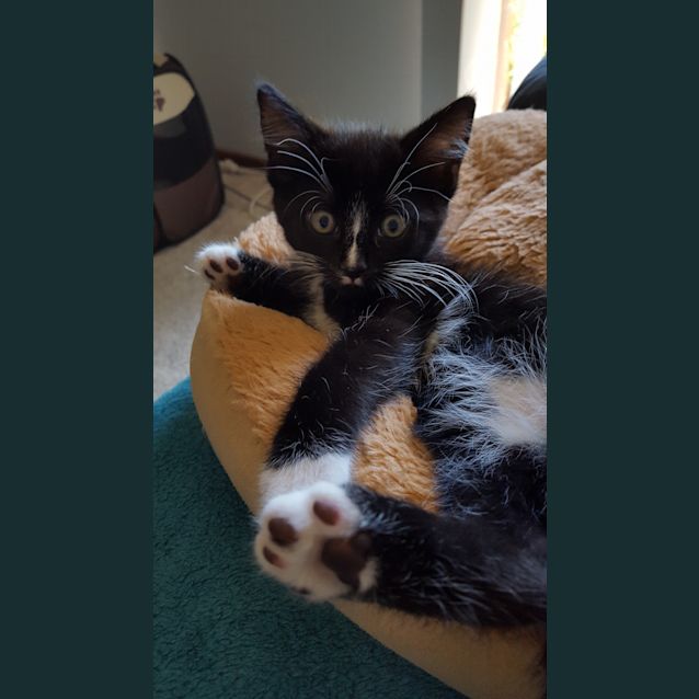 Photo of Mr Purrington ^^Dandy Cat Rescue^^