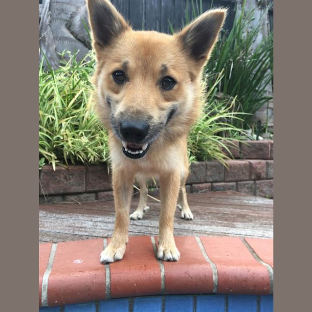 Photo of Fox