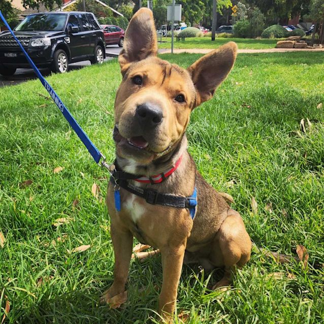 Photo of Harley