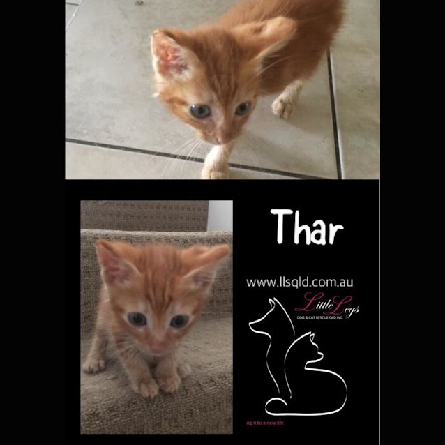 Photo of Thar