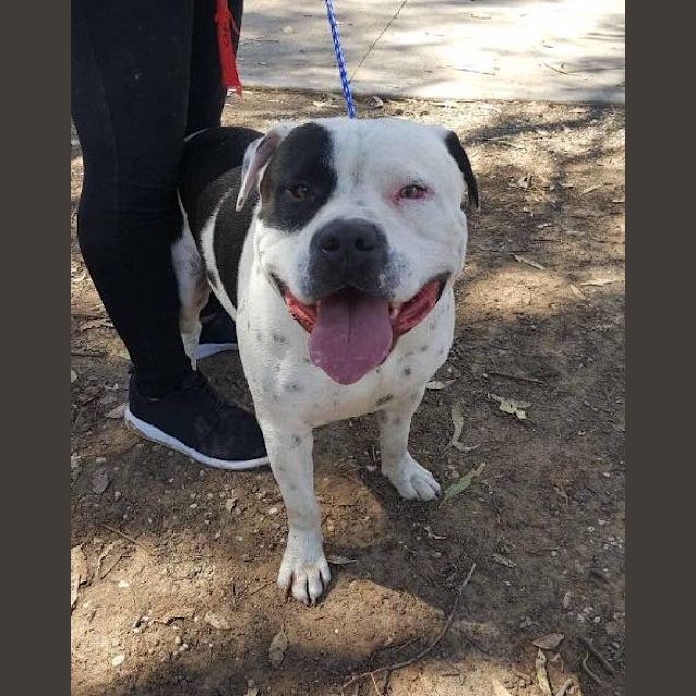 Photo of #432  Patchy