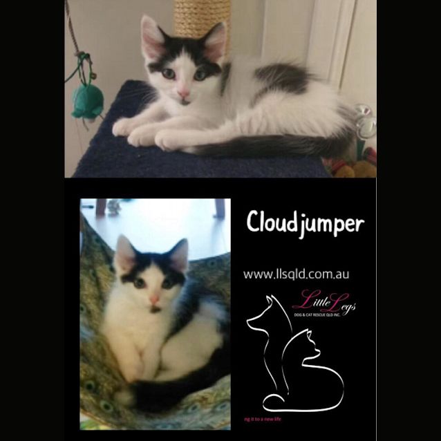 Photo of Cloudjumper