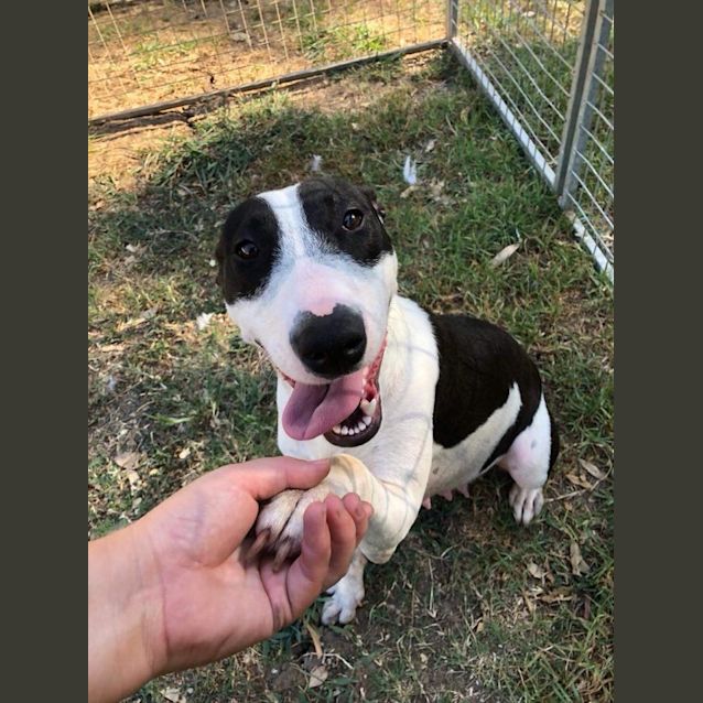 Photo of #438  Marley