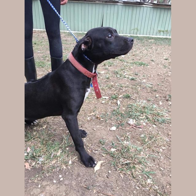 Photo of #480  Penny