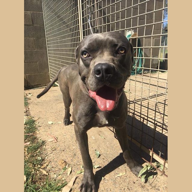 Photo of #469  Popeye