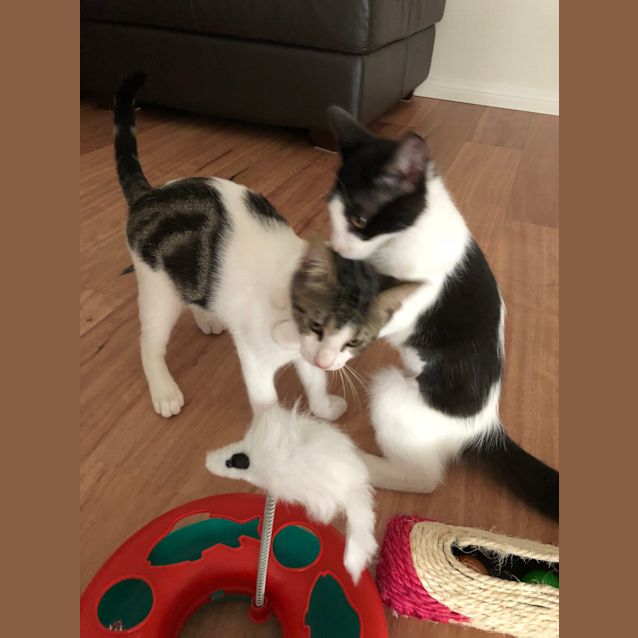 Photo of Fidget And Max