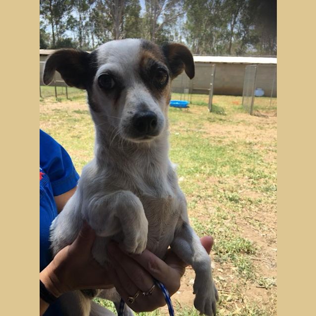 Photo of #483  Tammy