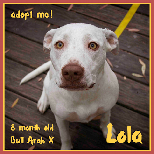 Photo of Lola ~ Bull Arab X (On Trial 22/2/2018)