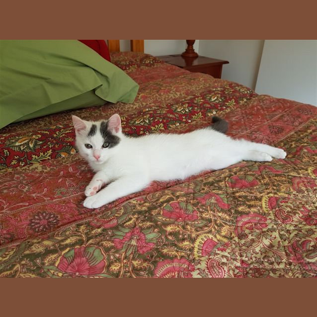 Photo of Loki