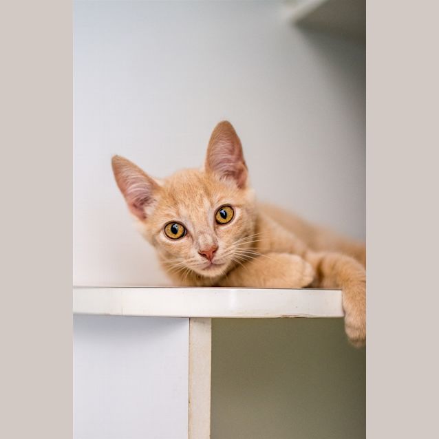 Photo of Finn