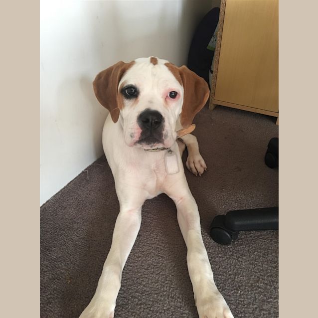 Photo of Sadie