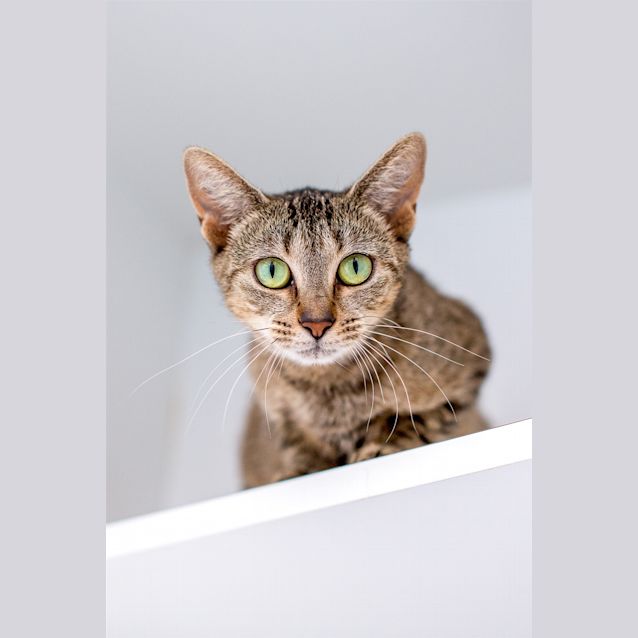 Photo of Speckle