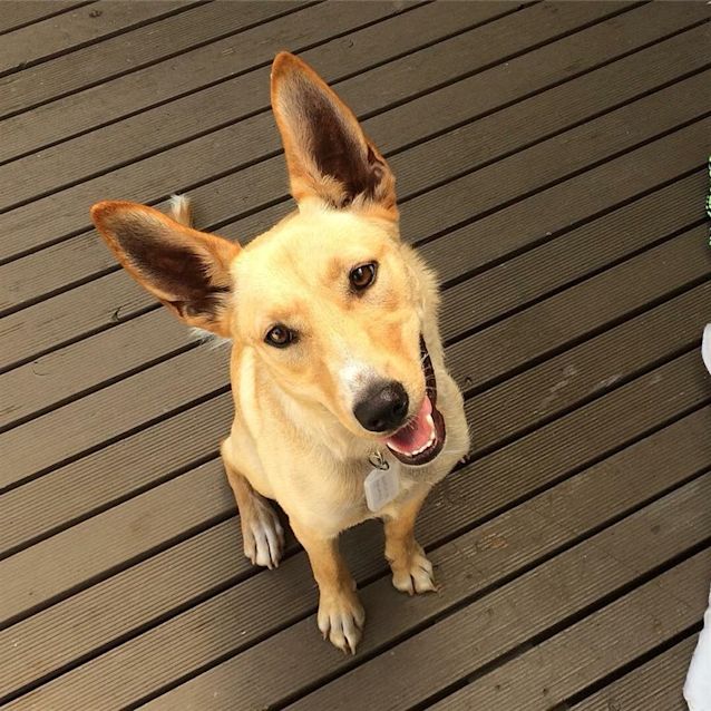 Photo of Goldie (Now Zoe)