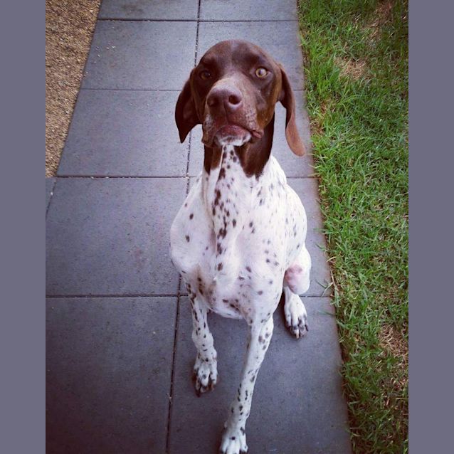 Photo of Kaiser **Adopted**