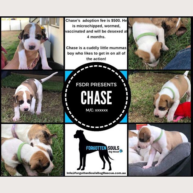 Photo of Chase