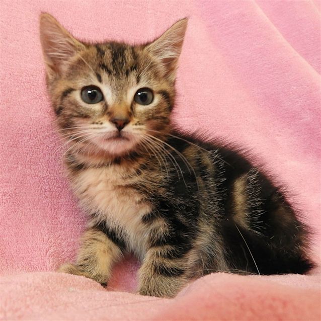 Photo of Tilly