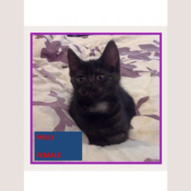 Photo of Milly