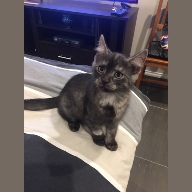 Photo of Zole