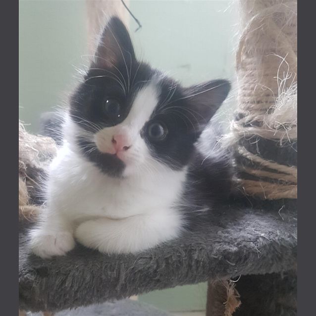 Photo of Artemis (Now Ziggy)