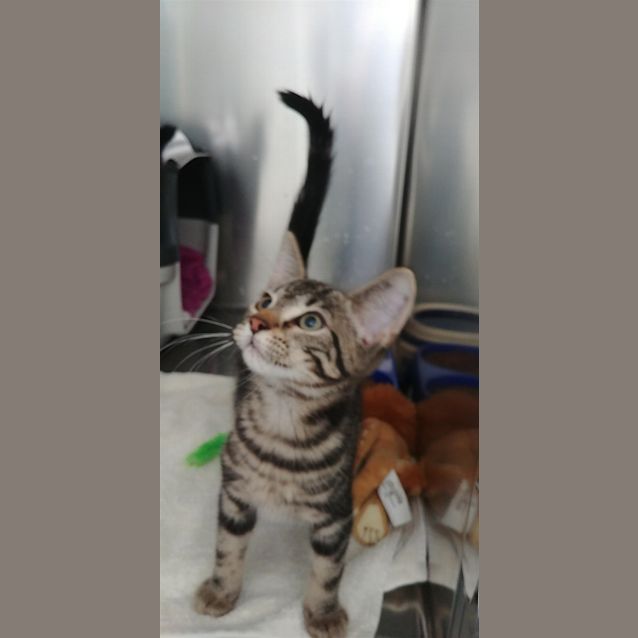 Photo of Opie