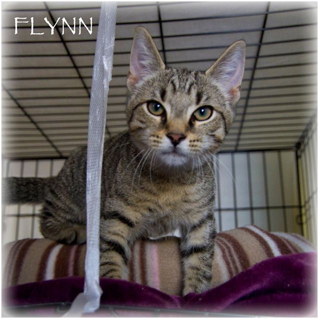 Photo of Flynn